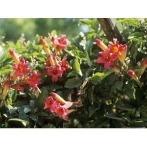  Campsis Grandiflora (Trumpet Vine) in Flower Premium 